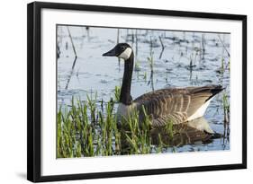 USA, Oregon, Baskett Slough NWR, Canada Goose.-Rick A. Brown-Framed Photographic Print