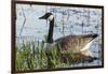 USA, Oregon, Baskett Slough NWR, Canada Goose.-Rick A. Brown-Framed Photographic Print