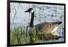 USA, Oregon, Baskett Slough NWR, Canada Goose.-Rick A. Brown-Framed Photographic Print