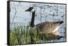 USA, Oregon, Baskett Slough NWR, Canada Goose.-Rick A. Brown-Framed Stretched Canvas