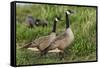 USA, Oregon, Baskett Slough NWR, Canada Goose.-Rick A. Brown-Framed Stretched Canvas