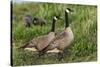 USA, Oregon, Baskett Slough NWR, Canada Goose.-Rick A. Brown-Stretched Canvas