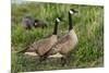 USA, Oregon, Baskett Slough NWR, Canada Goose.-Rick A. Brown-Mounted Photographic Print