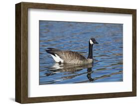 USA, Oregon, Baskett Slough NWR, Canada Goose.-Rick A. Brown-Framed Photographic Print