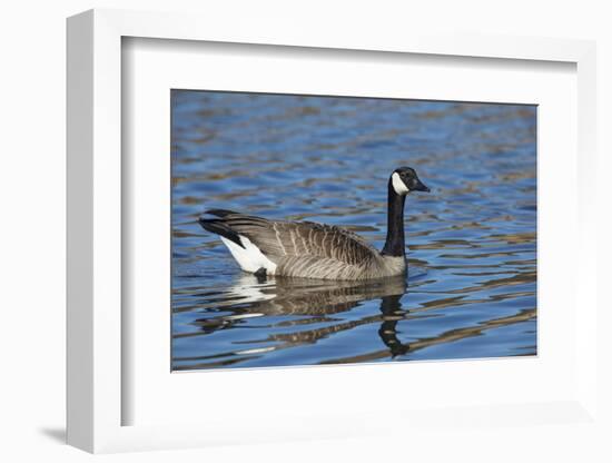 USA, Oregon, Baskett Slough NWR, Canada Goose.-Rick A. Brown-Framed Photographic Print