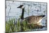 USA, Oregon, Baskett Slough NWR, Canada Goose.-Rick A. Brown-Mounted Photographic Print