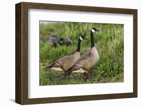 USA, Oregon, Baskett Slough NWR, Canada Goose.-Rick A. Brown-Framed Photographic Print