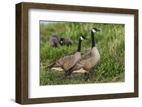 USA, Oregon, Baskett Slough NWR, Canada Goose.-Rick A. Brown-Framed Photographic Print