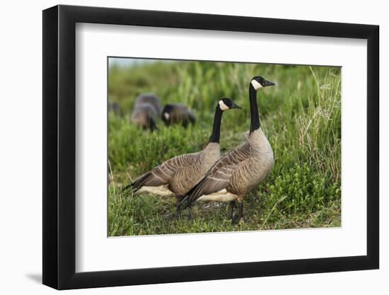 USA, Oregon, Baskett Slough NWR, Canada Goose.-Rick A. Brown-Framed Photographic Print