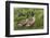 USA, Oregon, Baskett Slough NWR, Canada Goose.-Rick A. Brown-Framed Photographic Print