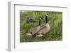 USA, Oregon, Baskett Slough NWR, Canada Goose.-Rick A. Brown-Framed Photographic Print