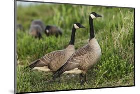 USA, Oregon, Baskett Slough NWR, Canada Goose.-Rick A. Brown-Mounted Photographic Print