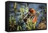 USA, Oregon, Baskett Slough NWR, Cinnamon Teal drake preening.-Rick A. Brown-Framed Stretched Canvas