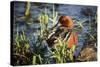 USA, Oregon, Baskett Slough NWR, Cinnamon Teal drake preening.-Rick A. Brown-Stretched Canvas