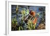 USA, Oregon, Baskett Slough NWR, Cinnamon Teal drake preening.-Rick A. Brown-Framed Photographic Print