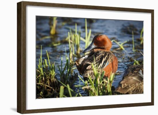 USA, Oregon, Baskett Slough NWR, Cinnamon Teal drake preening.-Rick A. Brown-Framed Photographic Print