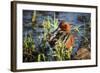 USA, Oregon, Baskett Slough NWR, Cinnamon Teal drake preening.-Rick A. Brown-Framed Photographic Print