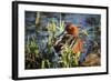 USA, Oregon, Baskett Slough NWR, Cinnamon Teal drake preening.-Rick A. Brown-Framed Photographic Print