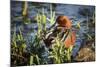 USA, Oregon, Baskett Slough NWR, Cinnamon Teal drake preening.-Rick A. Brown-Mounted Photographic Print