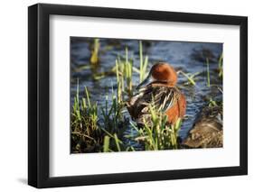 USA, Oregon, Baskett Slough NWR, Cinnamon Teal drake preening.-Rick A. Brown-Framed Photographic Print