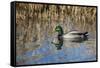 USA, Oregon, Baskett Slough NWR, drake Mallard.-Rick A. Brown-Framed Stretched Canvas