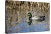 USA, Oregon, Baskett Slough NWR, drake Mallard.-Rick A. Brown-Stretched Canvas