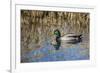 USA, Oregon, Baskett Slough NWR, drake Mallard.-Rick A. Brown-Framed Photographic Print