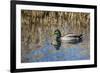 USA, Oregon, Baskett Slough NWR, drake Mallard.-Rick A. Brown-Framed Photographic Print