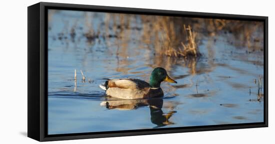 USA, Oregon, Baskett Slough NWR, drake Mallard.-Rick A. Brown-Framed Stretched Canvas