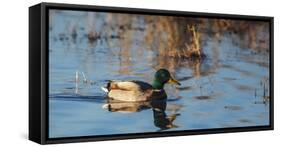 USA, Oregon, Baskett Slough NWR, drake Mallard.-Rick A. Brown-Framed Stretched Canvas