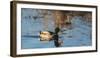 USA, Oregon, Baskett Slough NWR, drake Mallard.-Rick A. Brown-Framed Photographic Print