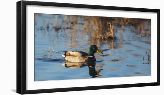 USA, Oregon, Baskett Slough NWR, drake Mallard.-Rick A. Brown-Framed Photographic Print