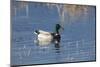 USA, Oregon, Baskett Slough NWR, drake Mallard.-Rick A. Brown-Mounted Photographic Print