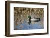 USA, Oregon, Baskett Slough NWR, drake Mallard.-Rick A. Brown-Framed Photographic Print