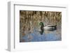 USA, Oregon, Baskett Slough NWR, drake Mallard.-Rick A. Brown-Framed Photographic Print