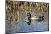 USA, Oregon, Baskett Slough NWR, drake Mallard.-Rick A. Brown-Mounted Photographic Print