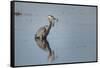 USA, Oregon, Baskett Slough Nwr, Great Blue Heron with a Carp-Rick A. Brown-Framed Stretched Canvas