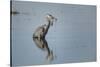 USA, Oregon, Baskett Slough Nwr, Great Blue Heron with a Carp-Rick A. Brown-Stretched Canvas