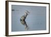 USA, Oregon, Baskett Slough Nwr, Great Blue Heron with a Carp-Rick A. Brown-Framed Photographic Print