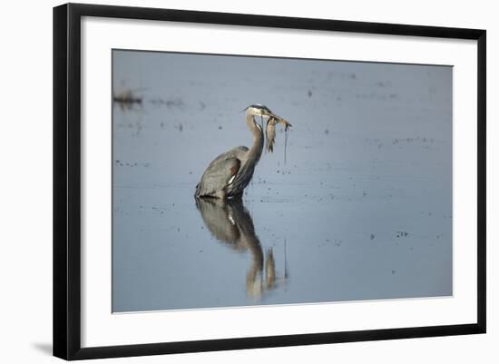 USA, Oregon, Baskett Slough Nwr, Great Blue Heron with a Carp-Rick A. Brown-Framed Photographic Print