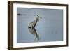 USA, Oregon, Baskett Slough Nwr, Great Blue Heron with a Carp-Rick A. Brown-Framed Photographic Print