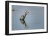 USA, Oregon, Baskett Slough Nwr, Great Blue Heron with a Carp-Rick A. Brown-Framed Photographic Print