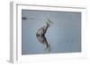 USA, Oregon, Baskett Slough Nwr, Great Blue Heron with a Carp-Rick A. Brown-Framed Photographic Print