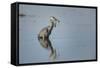 USA, Oregon, Baskett Slough Nwr, Great Blue Heron with a Carp-Rick A. Brown-Framed Stretched Canvas