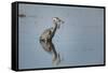 USA, Oregon, Baskett Slough Nwr, Great Blue Heron with a Carp-Rick A. Brown-Framed Stretched Canvas