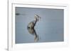 USA, Oregon, Baskett Slough Nwr, Great Blue Heron with a Carp-Rick A. Brown-Framed Photographic Print