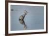 USA, Oregon, Baskett Slough Nwr, Great Blue Heron with a Carp-Rick A. Brown-Framed Photographic Print