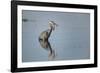 USA, Oregon, Baskett Slough Nwr, Great Blue Heron with a Carp-Rick A. Brown-Framed Photographic Print