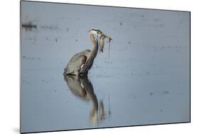 USA, Oregon, Baskett Slough Nwr, Great Blue Heron with a Carp-Rick A. Brown-Mounted Photographic Print