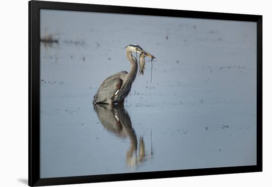 USA, Oregon, Baskett Slough Nwr, Great Blue Heron with a Carp-Rick A. Brown-Framed Photographic Print